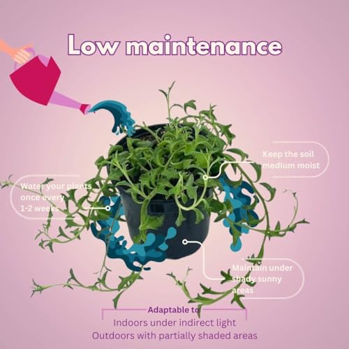 BubbleBlooms String of Dolphins in a 4 inch Pot Curio x peregrinus