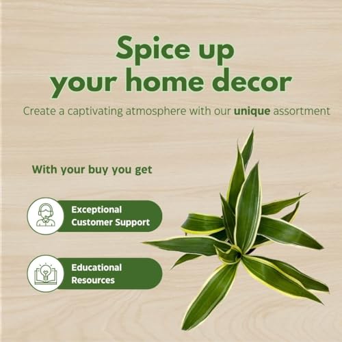 BubbleBlooms Variegated Dracaena Fragrans Set of 3 in 2 inch pots Corn Plant Tiny Mini Pixie