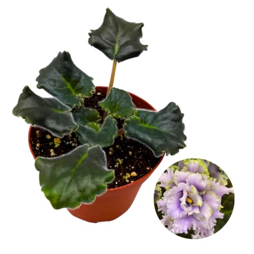 Harmony Foliage African Violet RS Zhabo 4 inch White Ruffle Flower