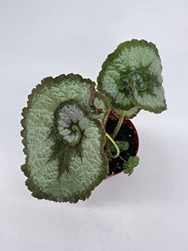 Begonia Escargot, Painted-Leaf Begonia, 4 inch, Escargot Variegation