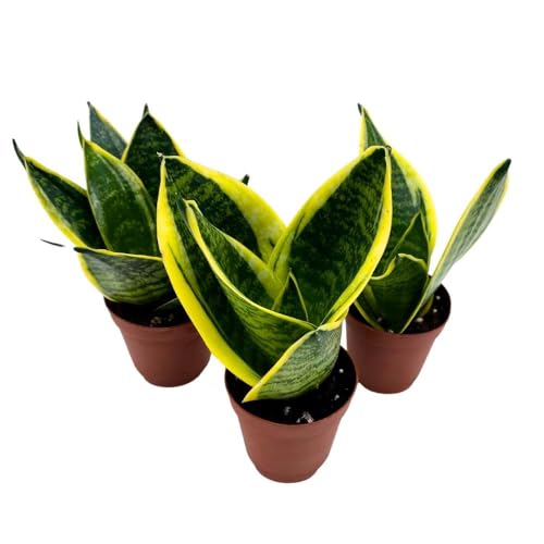 BubbleBlooms Dwarf Variegated Sansevieria trifasciata, 2 inch Set of 3, Snakeplant Rosettes