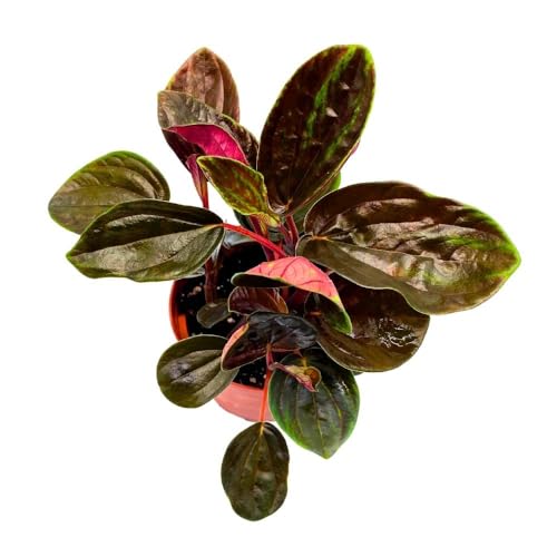 Harmony Foliage Peperomia Rugosa in a 4 inch Pot Olive Brown Green Streaks Rare Pep