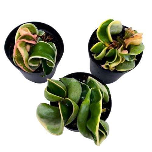 BubbleBlooms Hoya Variegated Hindu Rope 2 inch Set of 3 Crinkle Wax Plant Porcelain Flower Tiny Mini Pixie Plants
