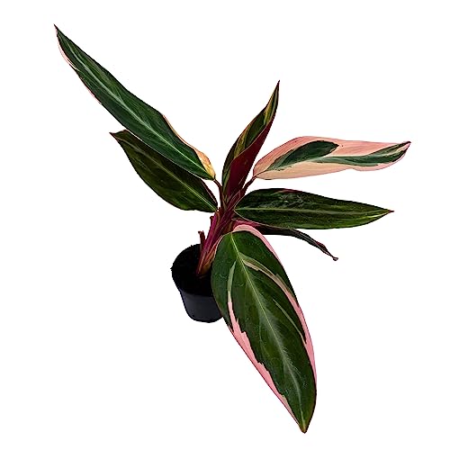 BubbleBlooms Stromanthe Triostar Sanguinea in a 2 inch Pot