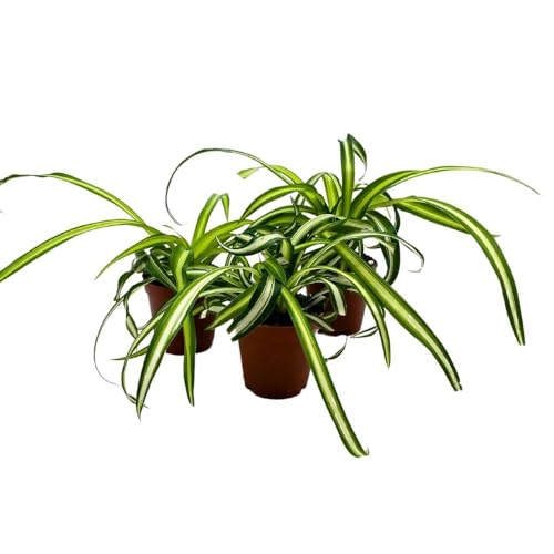 BubbleBlooms Spider Plant Chlorophytum comosum, 2 inch Set of 3, Tiny Mini Pixie Plant