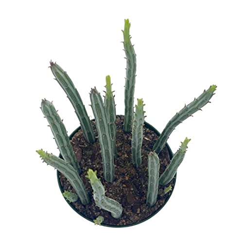 BubbleBlooms Kleinia stapeliiformis in a 4 inch Pot Pickle, Candle Stick Cactus