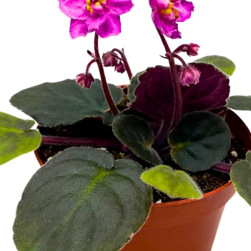 Harmony Foliage African Violet Harmony's Hot Flash 4 inch Pink Flower