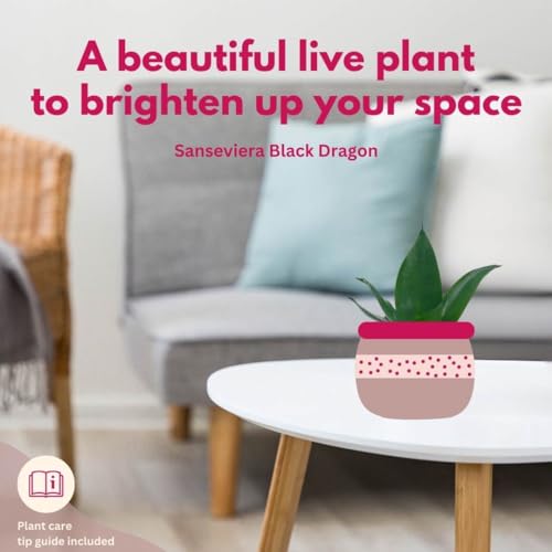 BubbleBlooms Black Dragon Snakeplant in a 2 inch Pot All Green Snake Plant