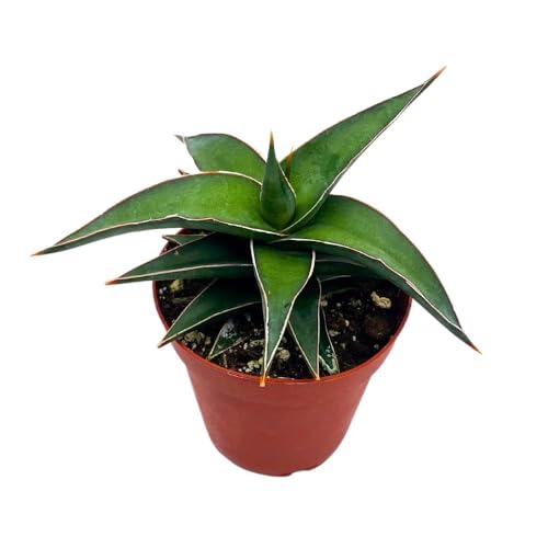 dwarf samurai snake plant BubbleBlooms Samurai Dwarf 4 inch Sansevieria Lavranos Banana Ehrenber – Florida House Plants