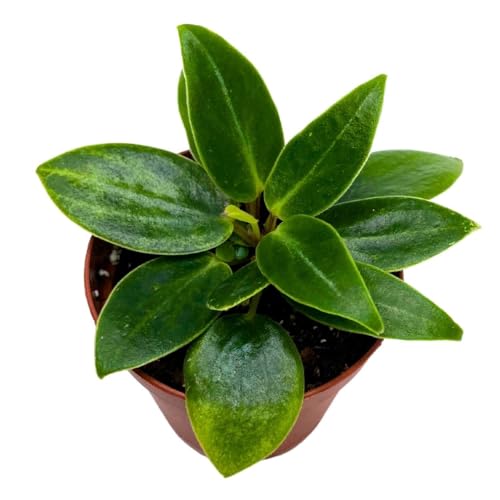 Harmony Foliage Peperomia Maculosa in a 2 inch Pot Spotted Stalked pep Monster peperomia
