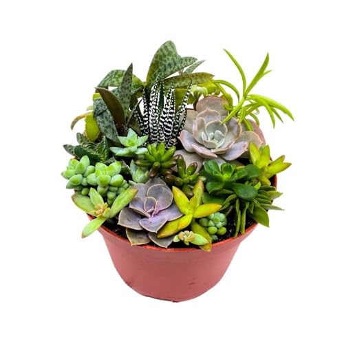 BubbleBlooms Succulent Arrangement in a 6 inch Pot Unique Hand Crafted Plant Designs