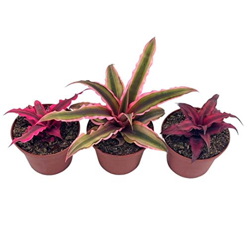 BubbleBlooms Cryptanthus bivittatus Assortment, Earth Star Bromeliad Set, 3 Different Succulents