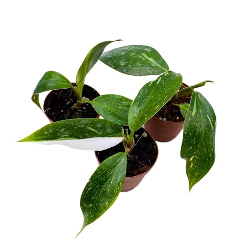 BubbleBlooms Philodendron White Knight 2 inch Set of 3 Rare Variegated Philo Tiny Mini Pixie Plants