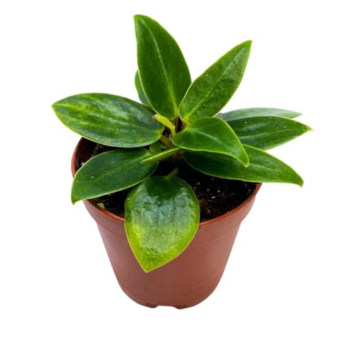 Harmony Foliage Peperomia Maculosa in a 2 inch Pot Spotted Stalked pep Monster peperomia