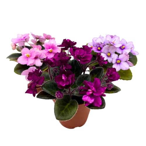 Harmony's Mini African Violets Grower's Choice Mix 2 inch set of 3 Rare Variegated and Collector's Varieties