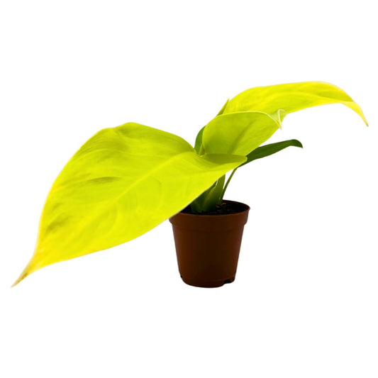 BubbleBlooms Philodendron Golden Imperial in a 2 inch Pot Tiny Minie Pixie Plant