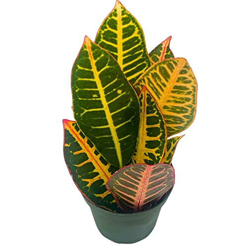 BubbleBlooms Variegated Croton, 4 inch Large Leaf Codiaeum variegatum