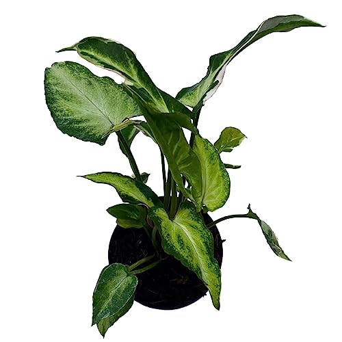 BubbleBlooms Starlite Syngonium, Zebrina, Raggedy Anne in 4 inch Pot