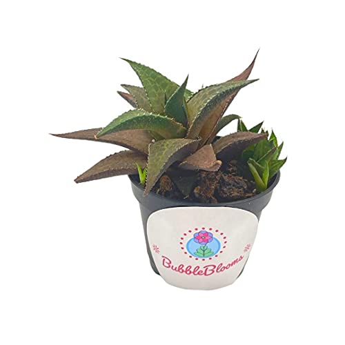 BubbleBlooms Haworthia venosa/Haworthiopsis Tessellata/Venstertjie/Haworthiopsis venosa