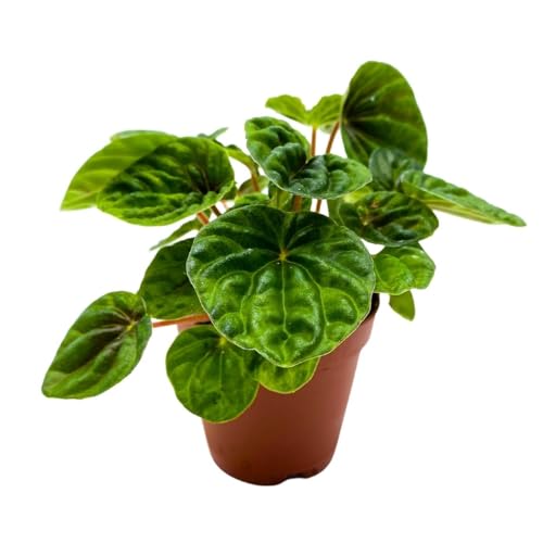 Harmony Foliage Dark Green Emerald Ripple Peperomia Caperata, 4 inch