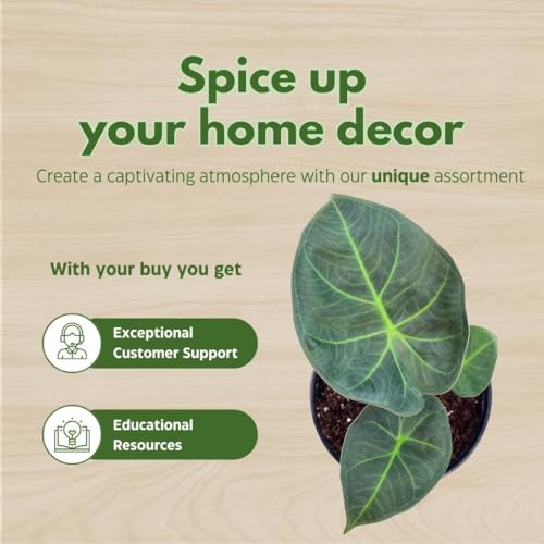 BubbleBlooms Alocasia Regal Shield in a 6 inch Pot Black Elephant Ear, Upright