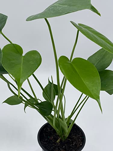 BubbleBlooms Monstera Deliciosa Split Leaf philodendron in a 4 inch Pot