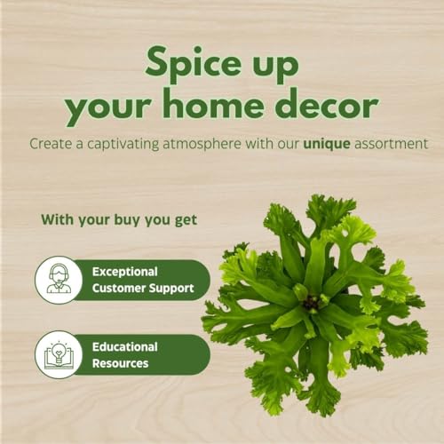 BubbleBlooms Fishtail Fern 4 inch Microsorum punctatum Forked Tips Grandiceps