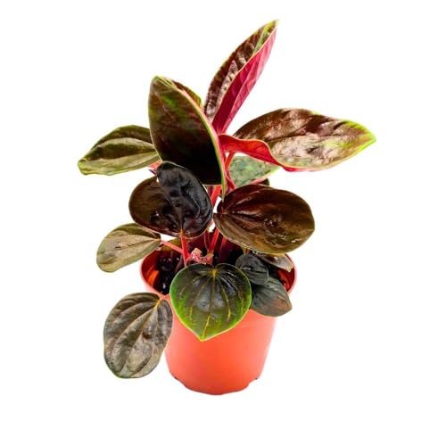 Harmony Foliage Peperomia Rugosa in a 4 inch Pot Olive Brown Green Streaks Rare Pep