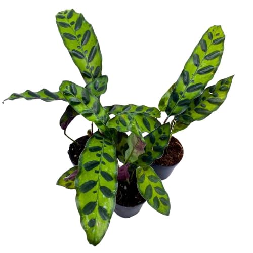 BubbleBlooms Calathea Rattlesnake 2 inch Set of 3 Lancifolia Prayer Plant Tiny Mini Pixie Plants