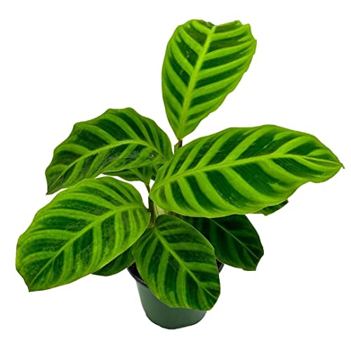BubbleBlooms Calathea Zebrina, in a 4 inch Pot, Goeppertia Zebra Striped Prayer Plant