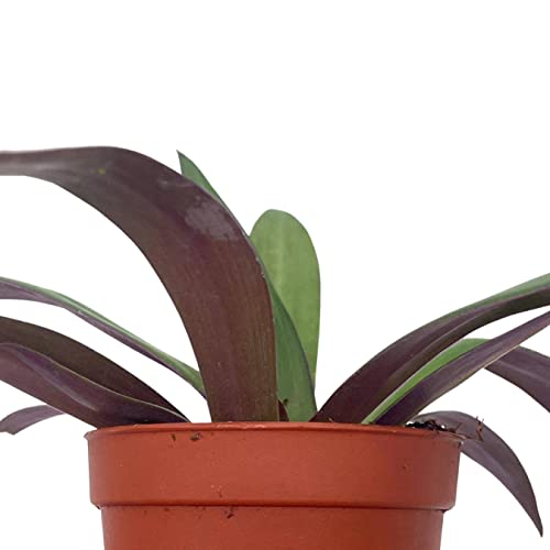 BubbleBlooms Green Moses in The Cradle in a 2 inch Pot Tradescantia spathacea Tiny Mini Pixie Plant