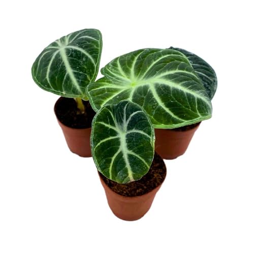 Alocasia Ninja, 2 inch Set of 3, Black Velvet Elephant Ear Tiny Mini Pixie Plants