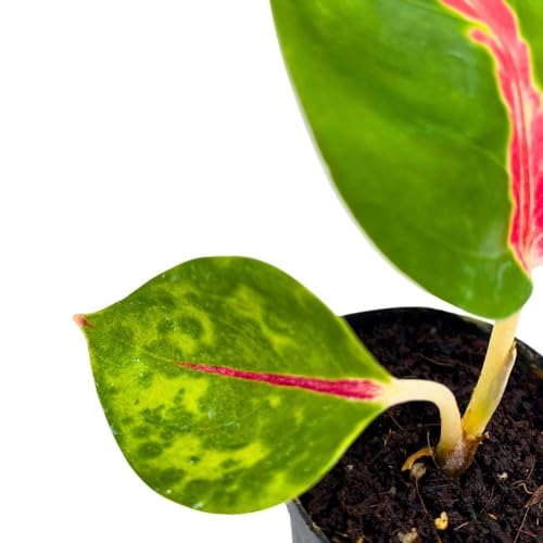 BubbleBlooms Red King in a 2 inch Pot Red Stripe Aglaonema commutatum