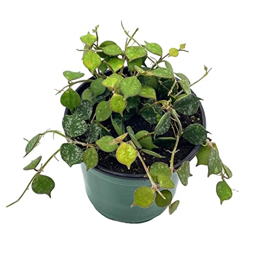 BubbleBlooms Hoya Curtisii, Very Rare Limited Live Plant, in 4 inch Pot