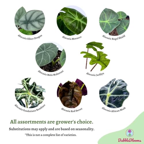 BubbleBlooms Alocasia Assortment Set, 2 inch pots, 4 Different Alocasias Frydek, Black Velvet, Silver Dragon, Maharani, Regal Shield, Bambino