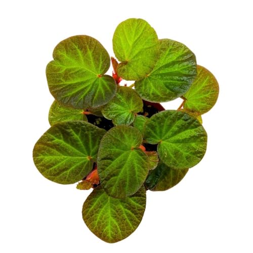 Harmony Foliage Begonia Manaus, 4 inch Rhizomatous Rhizo Green Orange Brown Fuzzy Leaves