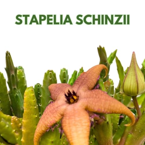 BubbleBlooms Schinzii Stapelia Huernia Starflower Starfish Plant in a 6 inch Pot