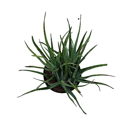 BubbleBlooms Aloe Blue Elf, California Aloe, Blue Boy in 6 inch Pot