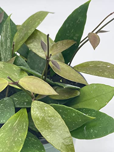 BubbleBlooms Hoya Gracilis, Rare Limited Live Plant, in 4 inch Pot