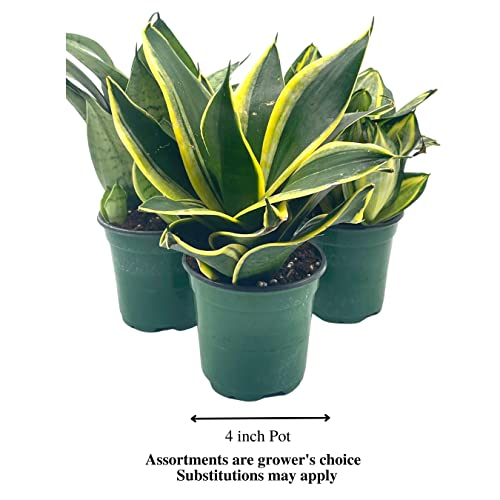 BubbleBlooms Sansevieria Trifasciata Rosette-Shaped Variegated Set of 3 in 4 inch pots, All Different Snake Plants