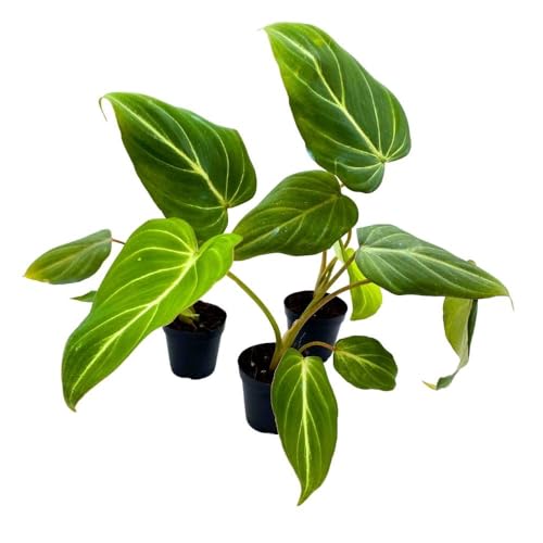 BubbleBlooms Philodendron Gloriosum, 2 inch Set of 3, Rare Philo Tiny Mini Pixie Plants