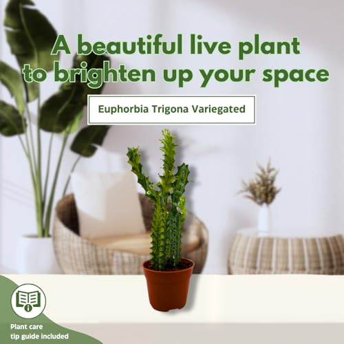 BubbleBlooms Variegated African Milk Tree in a 4 inch Pot Tricolor Green and White Euphorbia Trigona