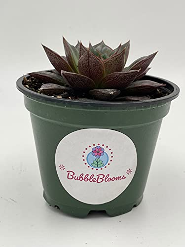 Echeveria purpusorum, Urbinia Purpusii, Dudleya Purpusii, Rare Succulent, Variegated Plant, Dark Black Echeveria, Rosette Shape, Natural