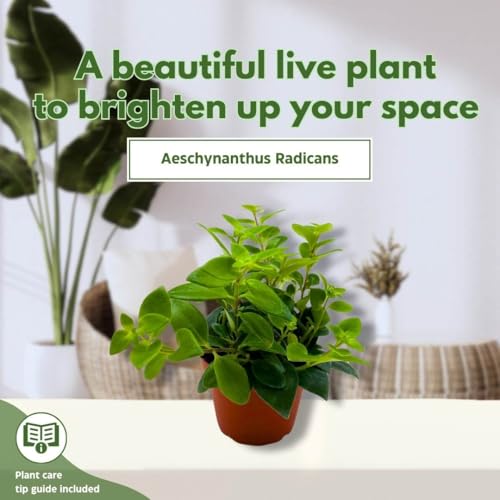 BubbleBlooms Lipstick Vine Plant - Thumbnail 3