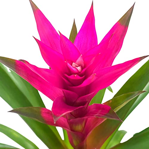 BubbleBlooms Purple Bromeliad in a 4 inch Pot Guzmania monostachia West Indian Tufted Airplant