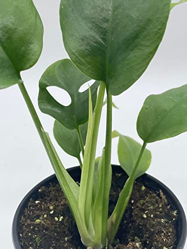 BubbleBlooms Monstera Minima in a 4 inch Pot Rhaphidophora tetrasperma Philodendron Piccolo, Mini Ginny