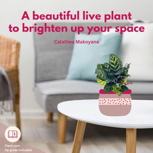 BubbleBlooms Calathea Makoyana, Peacock Plant in a 4 inch Pot Cathedral Calathea, Prayer Plant