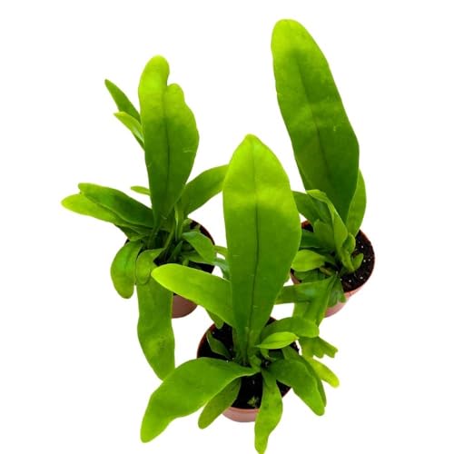 BubbleBlooms Bird's Nest Fern 2 inch Set of 3 Asplenium Nidus Tiny Mini Pixie Plants