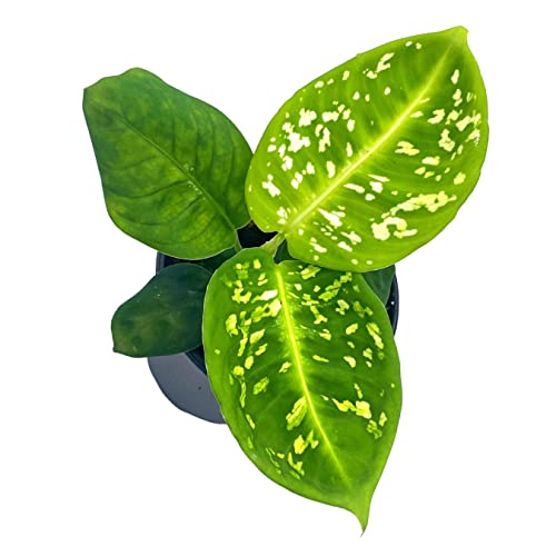 BubbleBlooms Dieffenbachia Reflector in a 4 inch Pot Dumb Cane House Plant Variegated
