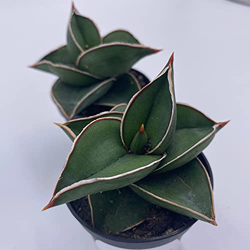 BubbleBlooms Sansevieria Samurai Dwarf (Sansevieria ehrenbergii Banana) Blue, Sword, Seleb Sansevieria, East African Wild Sisal